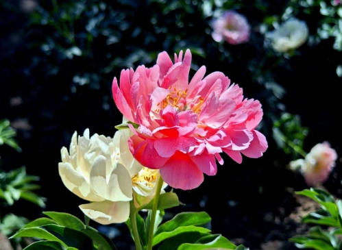 菊花叶子发黄怎么回事？解决方法有哪些？