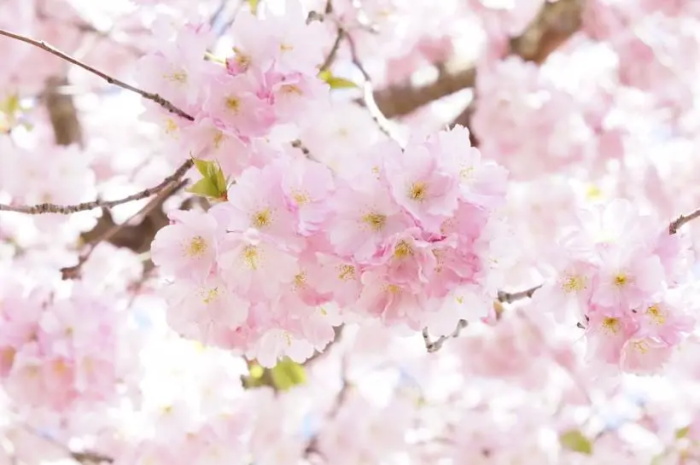 樱花花语的含义