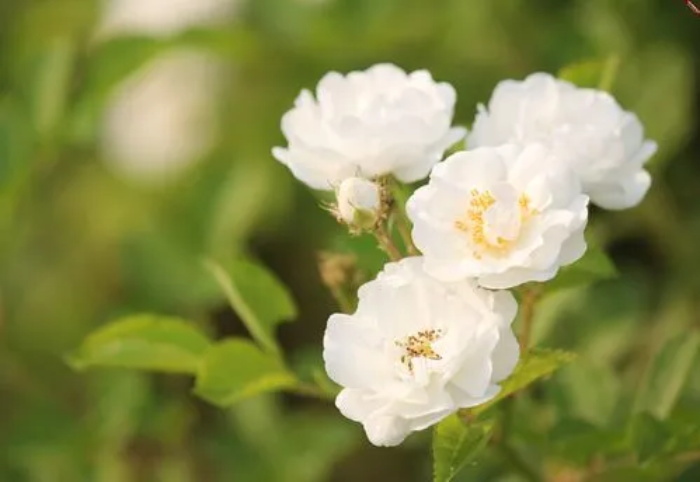白蔷薇花语是什么?