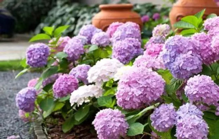绣球花的花语是什么?