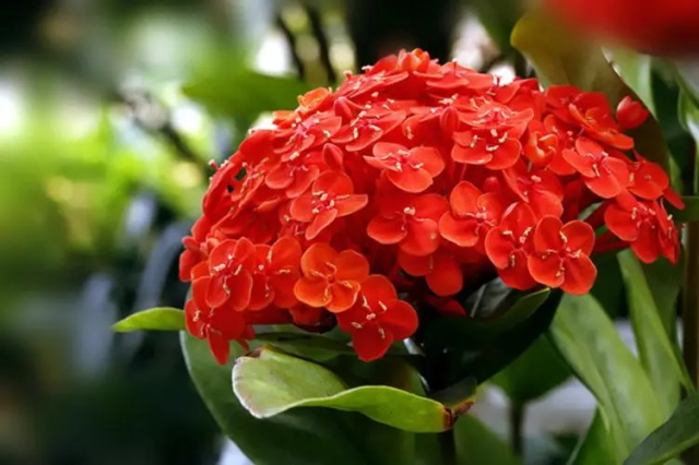 仙丹花花语含义及其传说