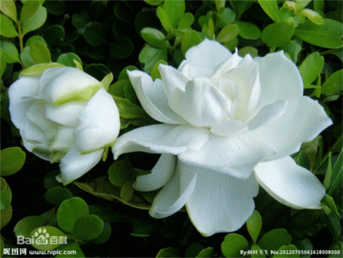 栀子花的花语 栀子花神话故事