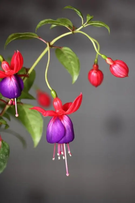 代表感恩的花语?什么花代表感恩!