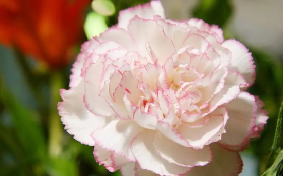 代表感恩的花语?什么花代表感恩!