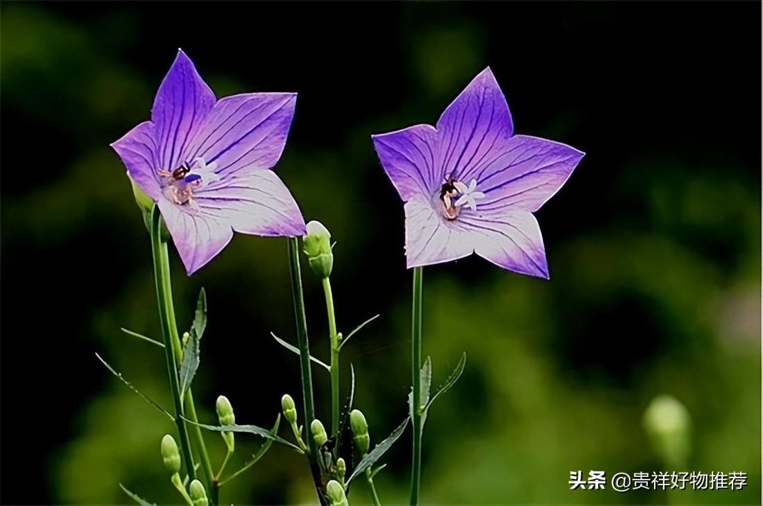 655fun吃瓜网友科普：揭秘夏天有什么花，美丽与香气的盛宴