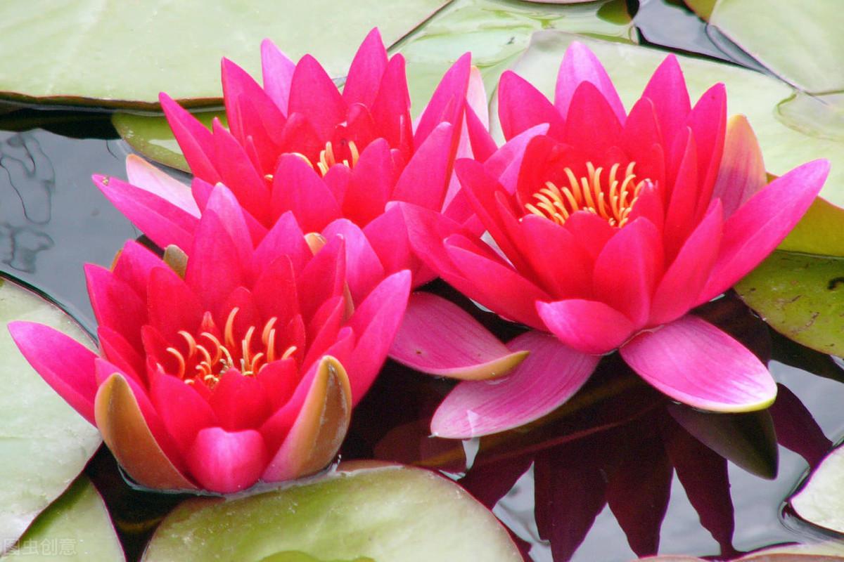 睡莲花语是什么（了解睡莲的含义）