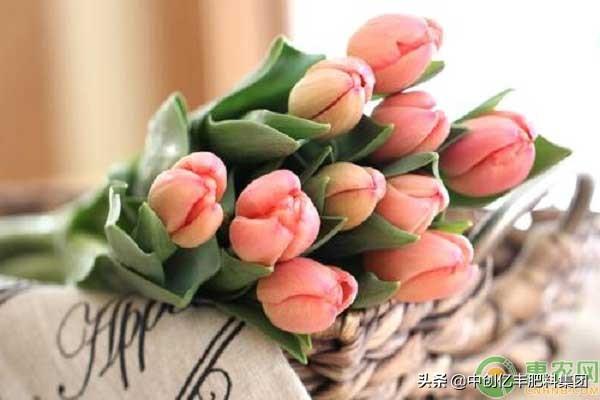 郁金香开花时间是什么时候（有关郁金香养殖方法）