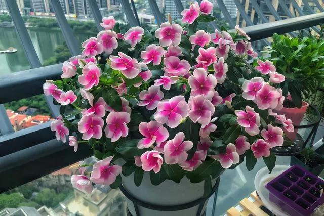 长春花花语和寓意是什么（小众又惊艳的花语）