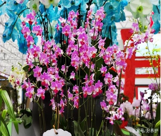 哪种蝴蝶兰最漂亮（最漂亮的10种蝴蝶兰）插图2