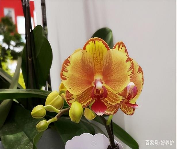哪种蝴蝶兰最漂亮（最漂亮的10种蝴蝶兰）插图3