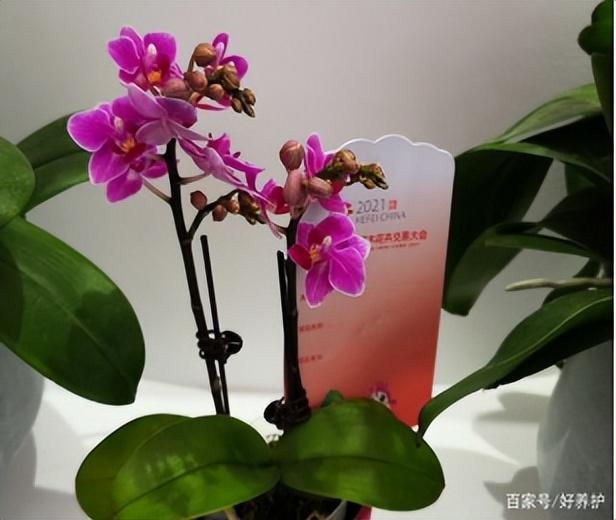 哪种蝴蝶兰最漂亮（最漂亮的10种蝴蝶兰）插图4
