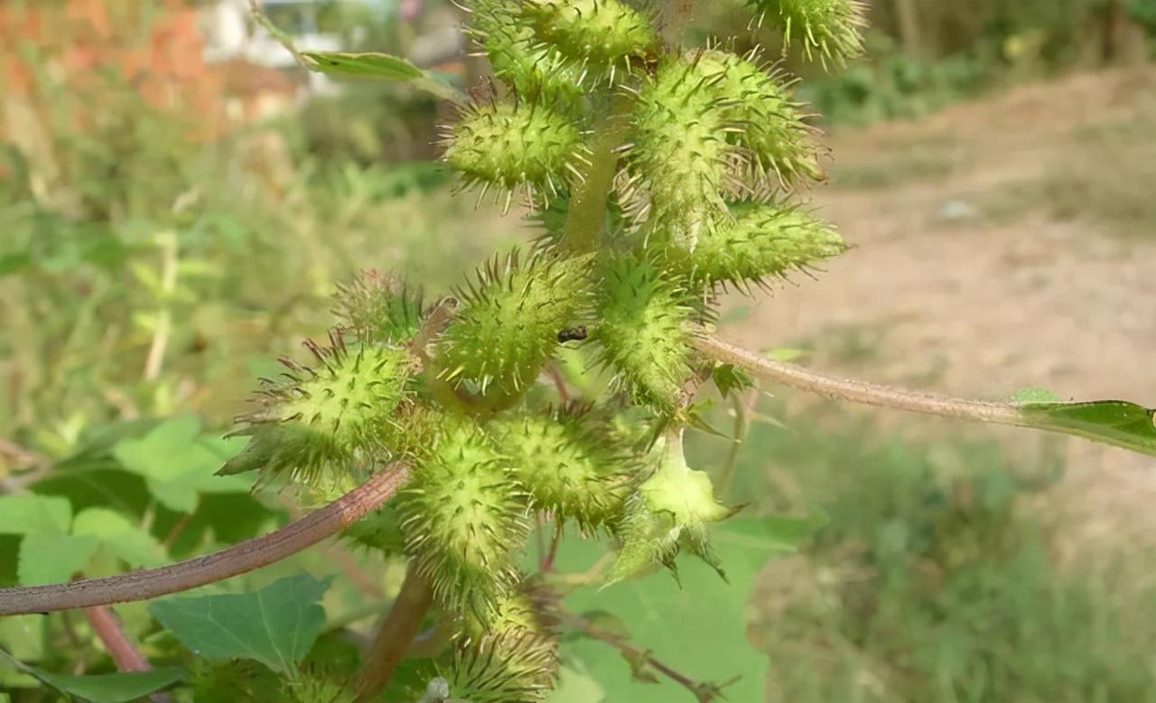 种子的传播方式有哪些（了解不同植物的传播方法）插图2