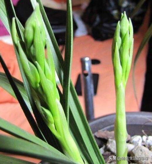 大花蕙兰怎样养才开花（蕙兰催花的最佳时间）插图4