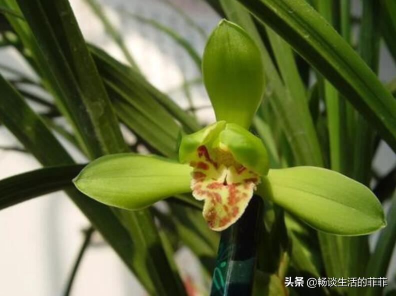 大花蕙兰怎样养才开花（蕙兰催花的最佳时间）插图3