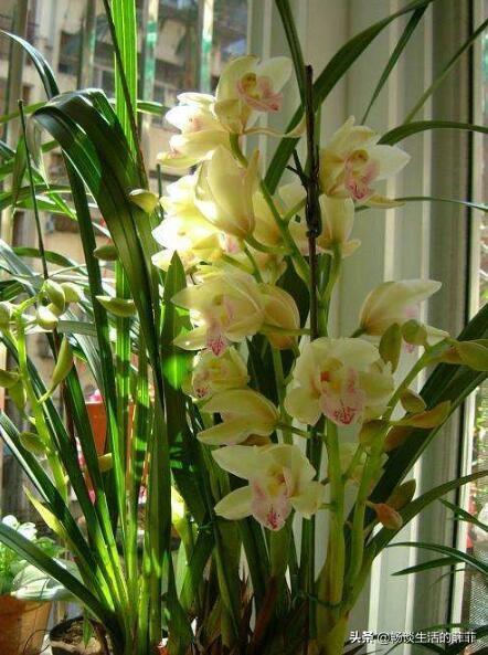 大花蕙兰怎样养才开花（蕙兰催花的最佳时间）插图1