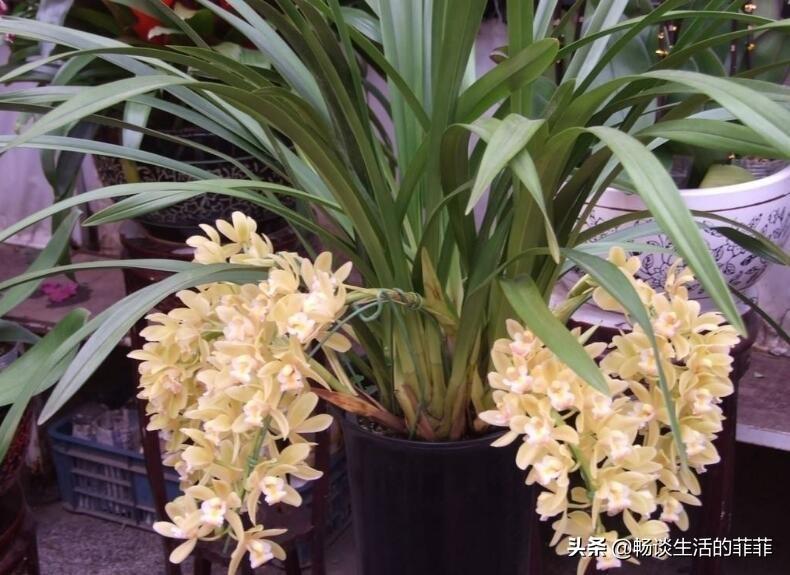 大花蕙兰怎样养才开花（蕙兰催花的最佳时间）插图