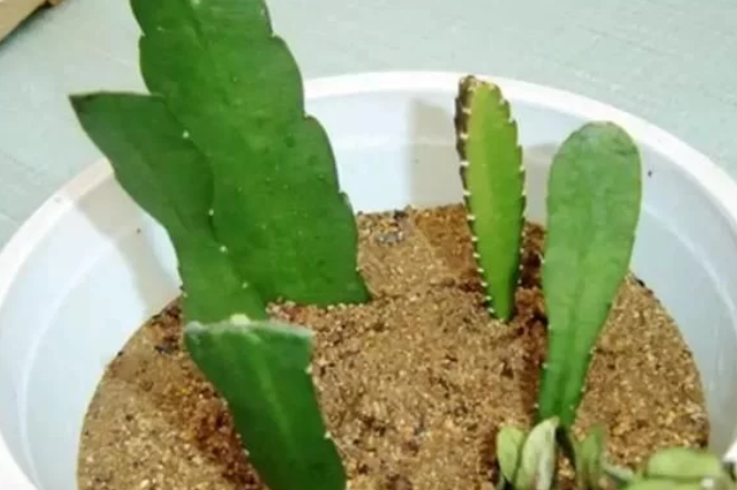 令箭荷花的养殖方法和注意事项（了解令箭荷花养殖绝招）