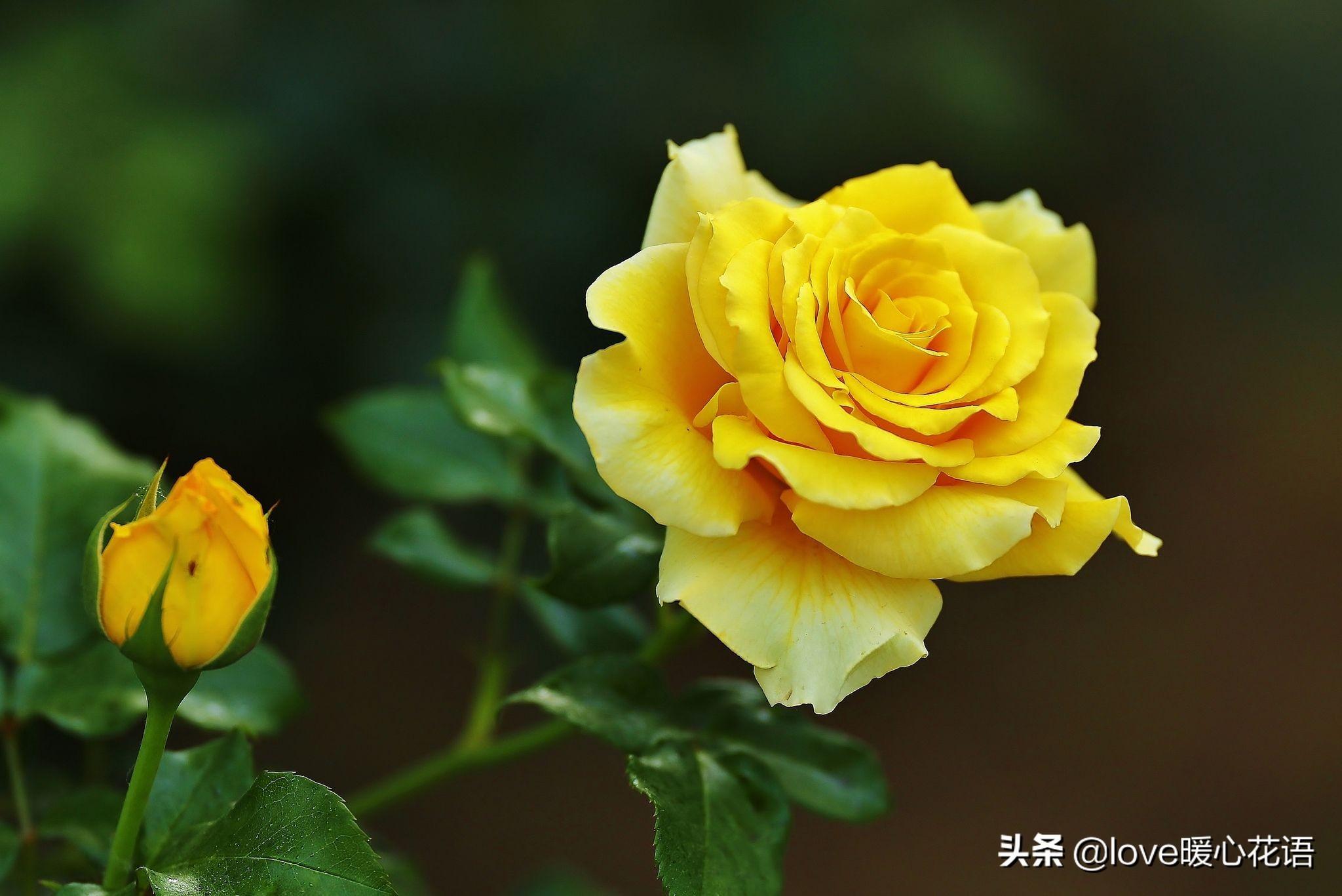 月季花语的奥秘