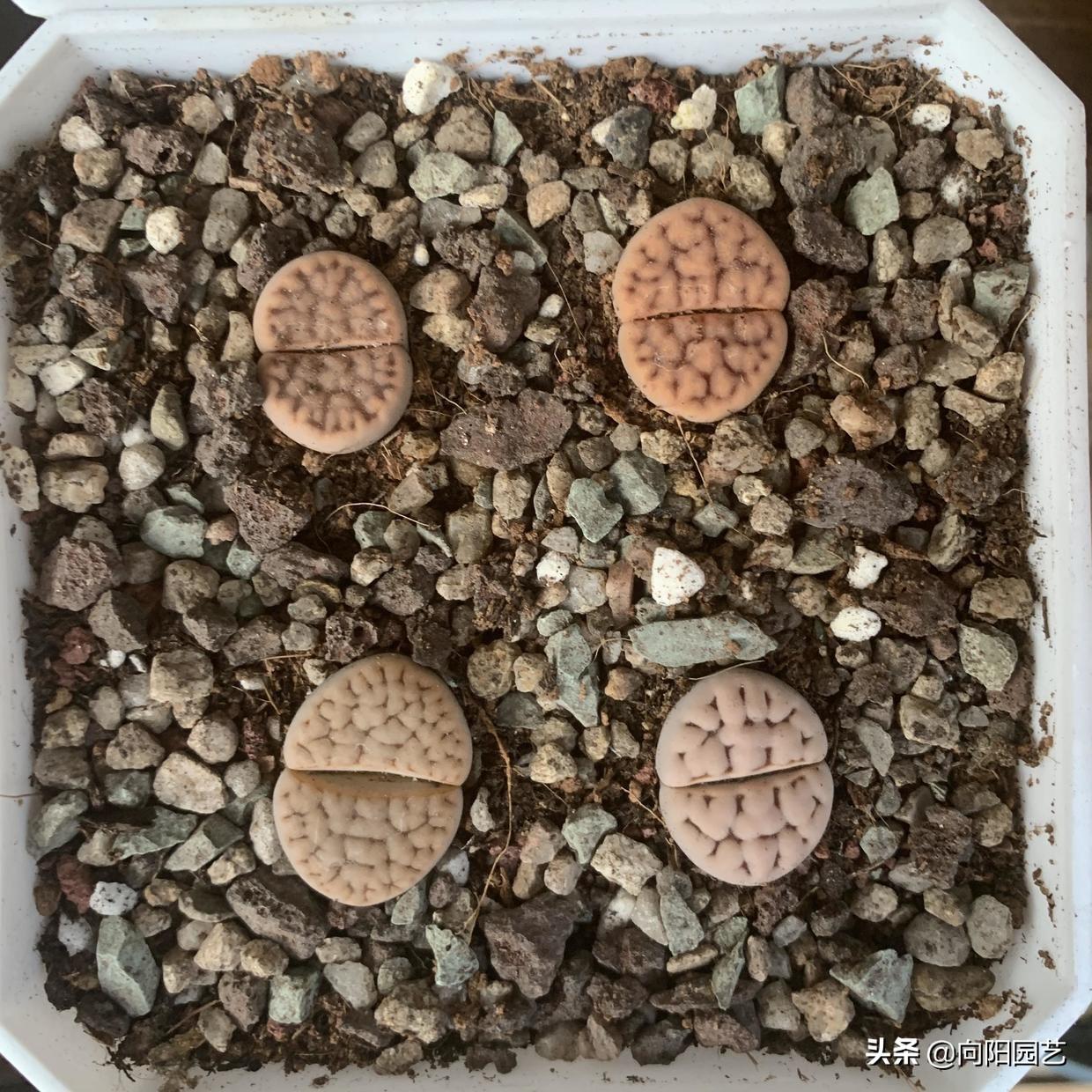 生石花最贵品种图片大全（生石花种类及图谱）