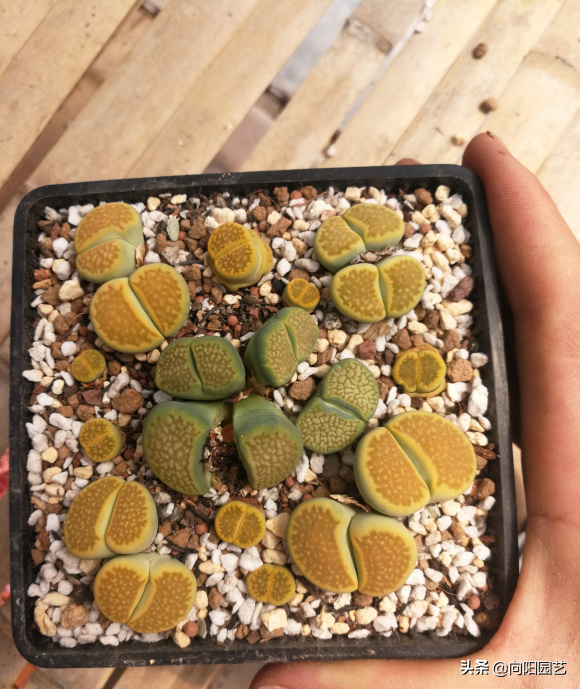 生石花最贵品种图片大全（生石花种类及图谱）