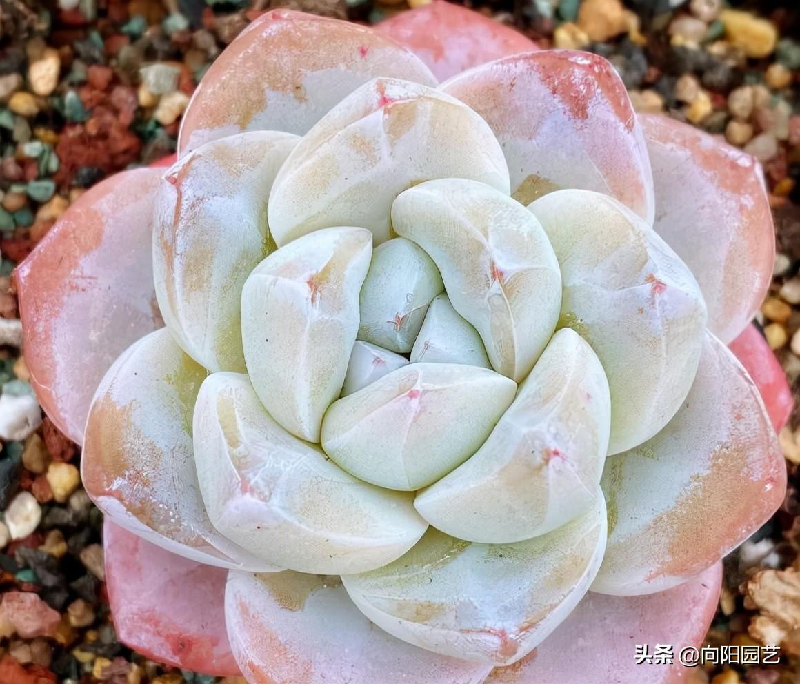 多肉植物都有哪些品种（常见的多肉种类排名）