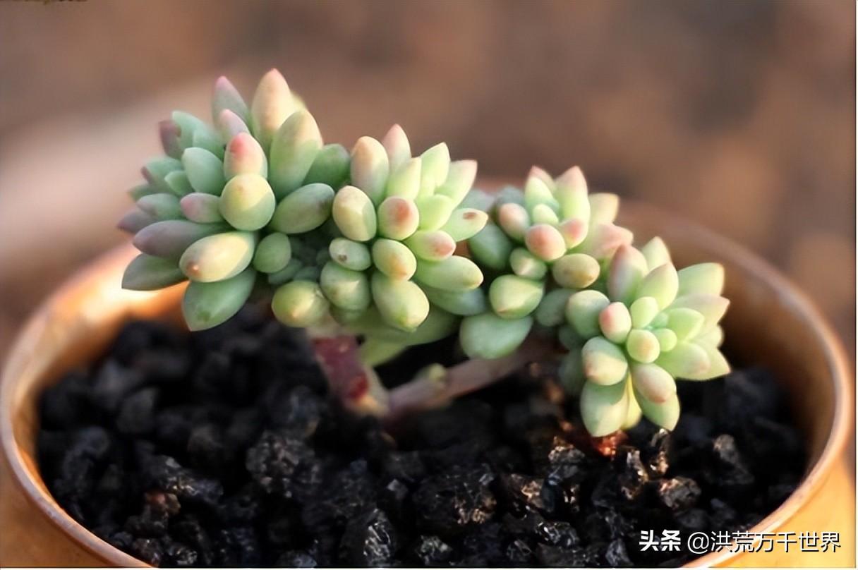 多肉植物品种大全（最经典的多肉种类介绍）