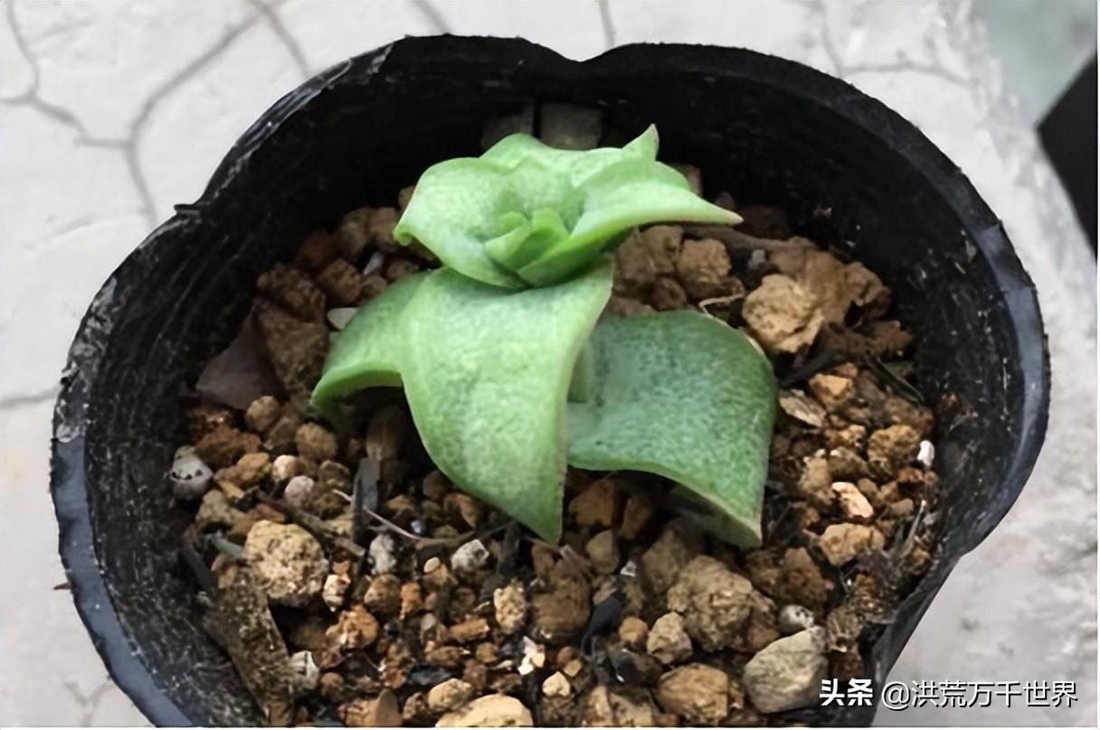 多肉植物品种大全（最经典的多肉种类介绍）