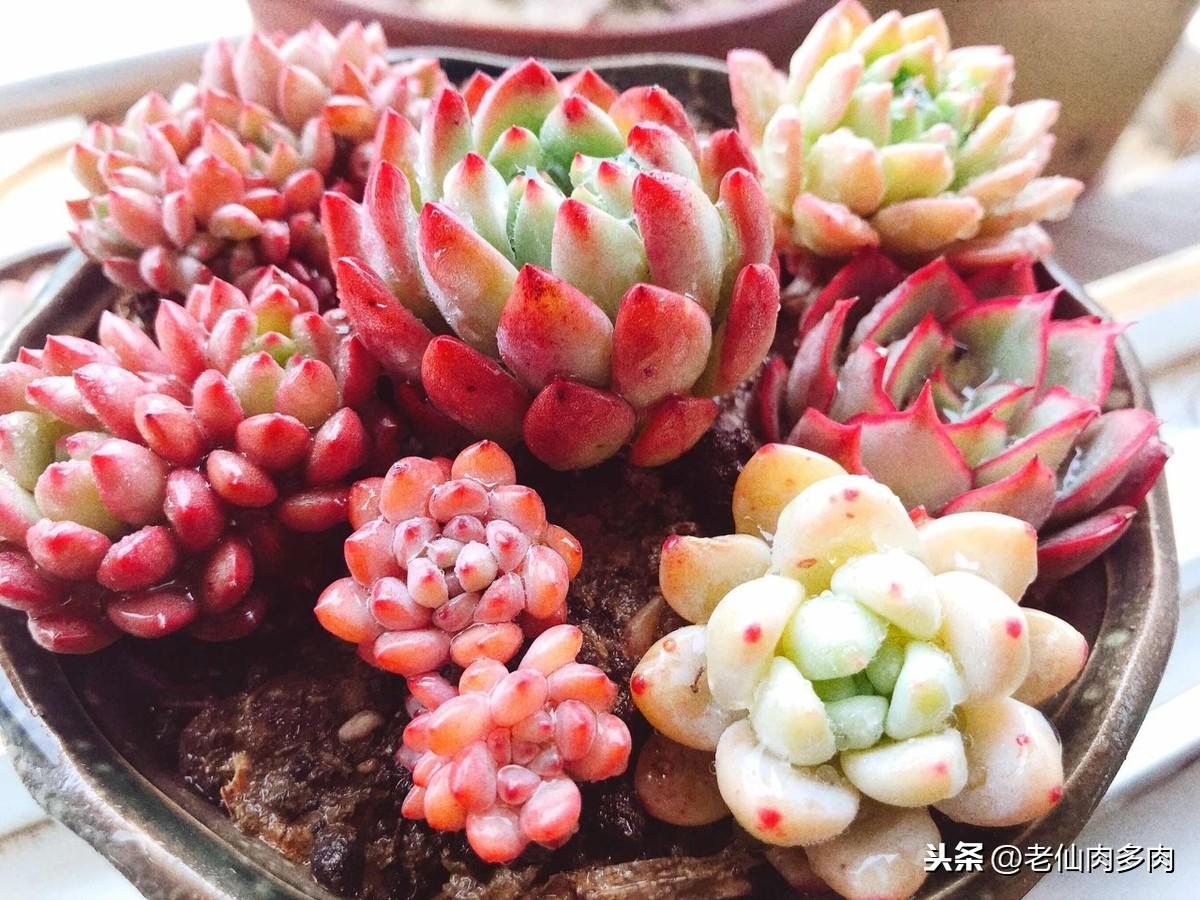 怎样养多肉才能又肥又厚（让多肉爆盆的6个技巧）