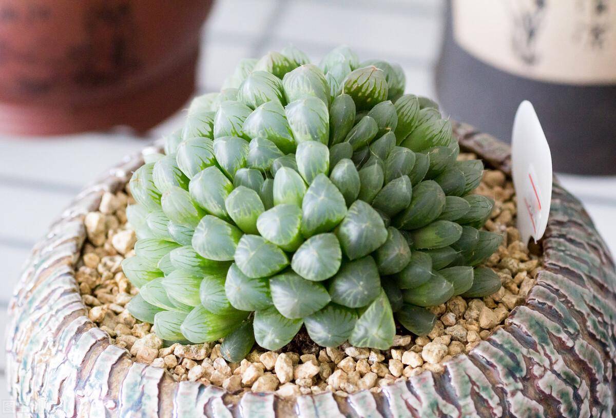 多肉的品种有哪些（盘点十大漂亮的多肉植物）