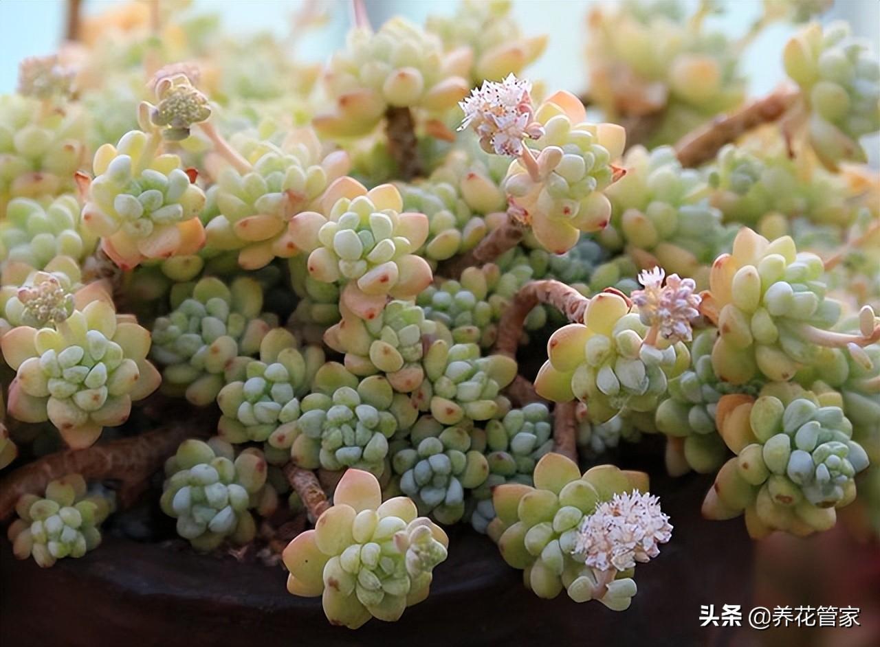 好看的多肉品种有哪些（最受欢迎十大多肉品种介绍）