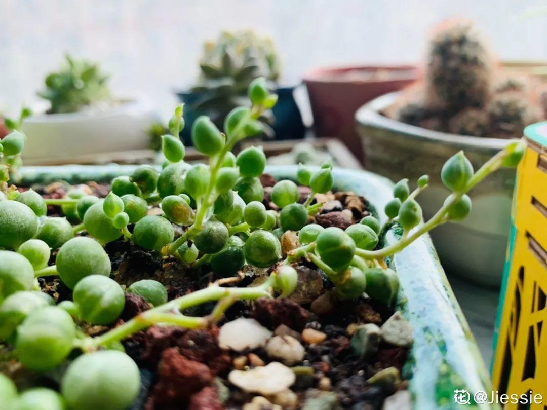 多肉植物品种及名称养殖方法（常见多肉的养护技巧）