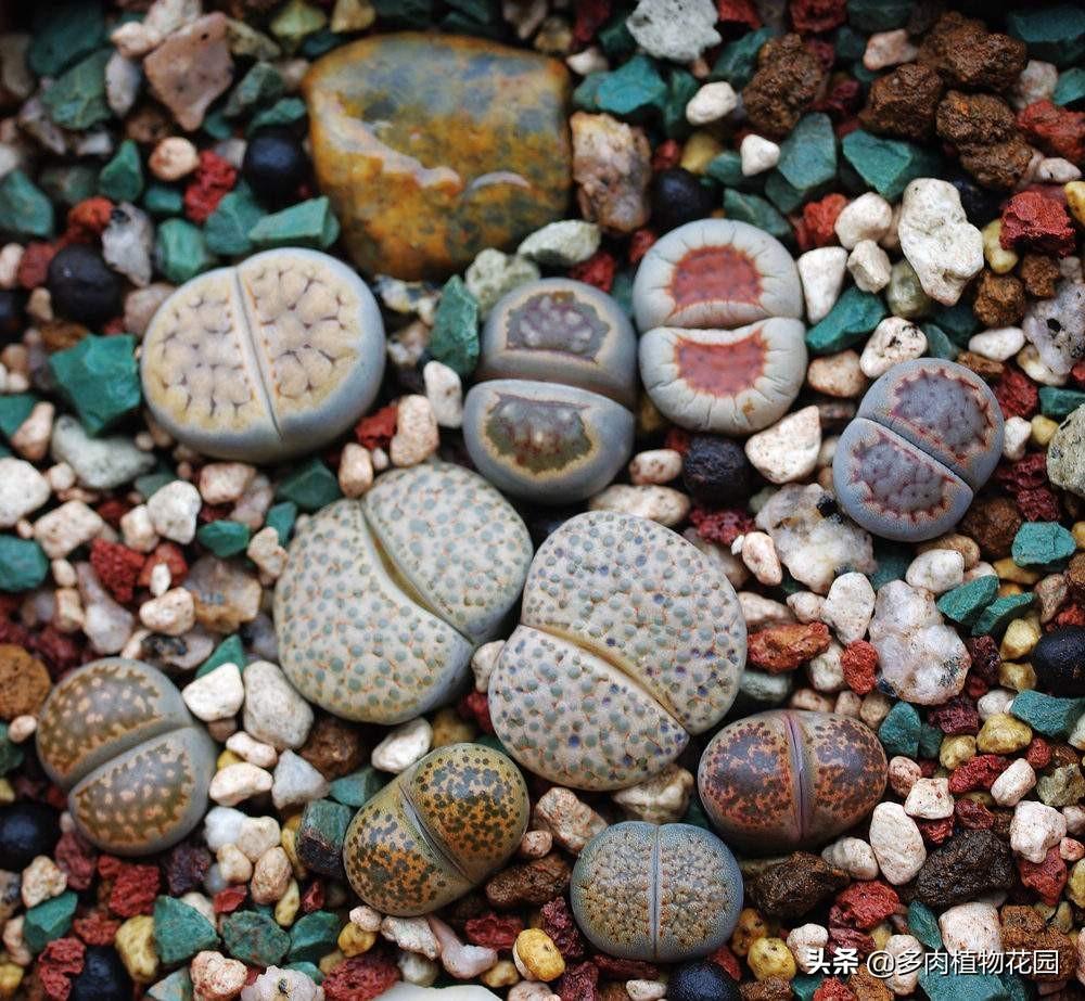 多肉生石花怎么养活 （种植生石花的技巧）