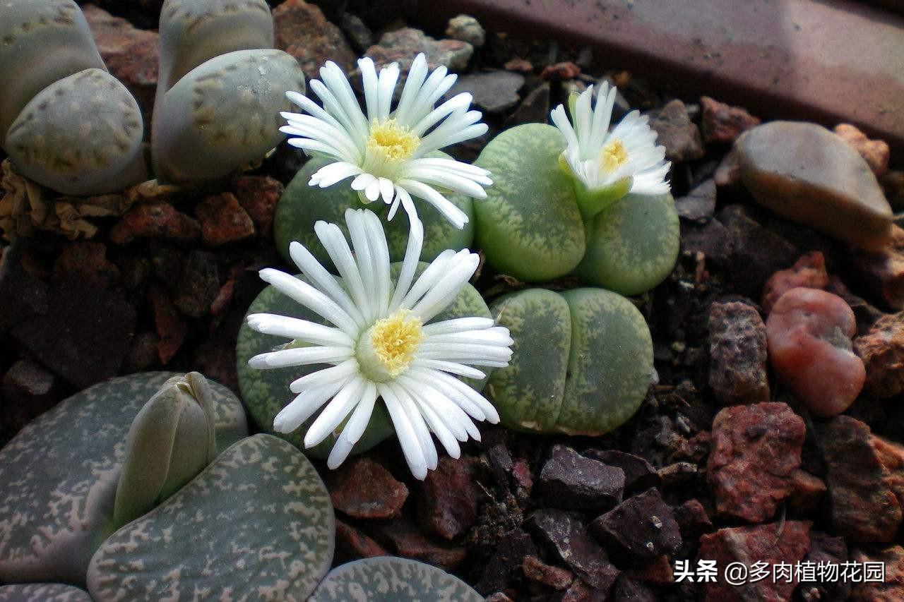 多肉生石花怎么养活 （种植生石花的技巧）