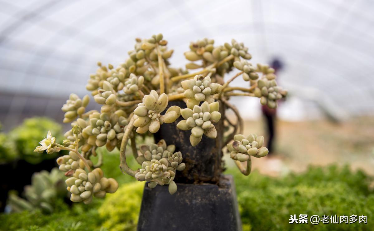 多肉植物怎么养（让多肉爆盆的6个技巧）