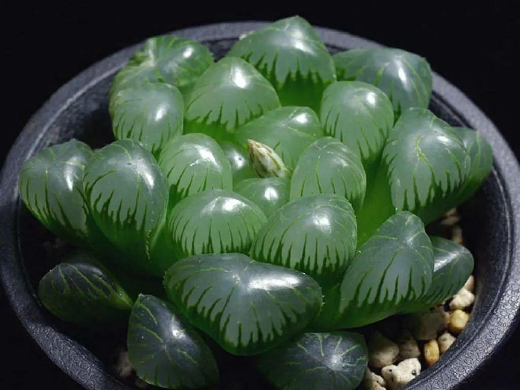 如何把玉露养紧凑（盆栽玉露养护知识）