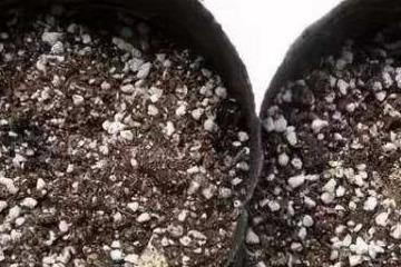 仙人球龟甲牡丹怎么养（龟甲牡丹养殖方法讲解）