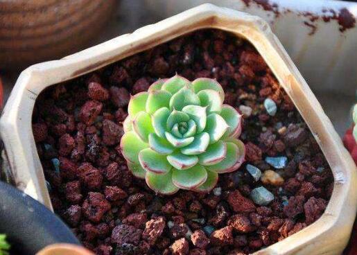多肉盆栽如何浇水（多肉植物浇水的正确方法）