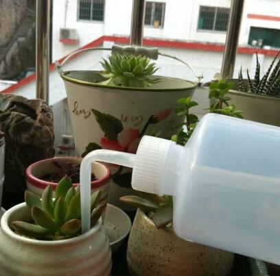 多肉盆栽如何浇水（多肉植物浇水的正确方法）