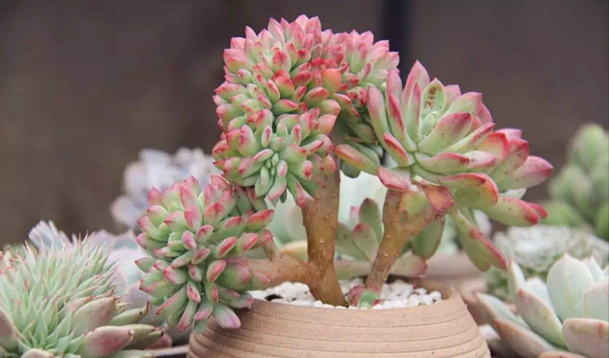 多肉盆栽如何浇水（多肉植物浇水的正确方法）