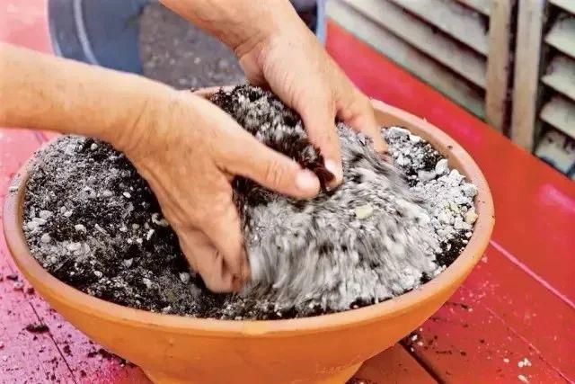 家里适合养多肉吗（养护多肉的注意事项）