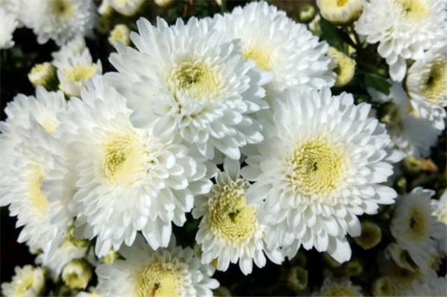 菊花的花语是什么（简述菊花的寓意和象征）