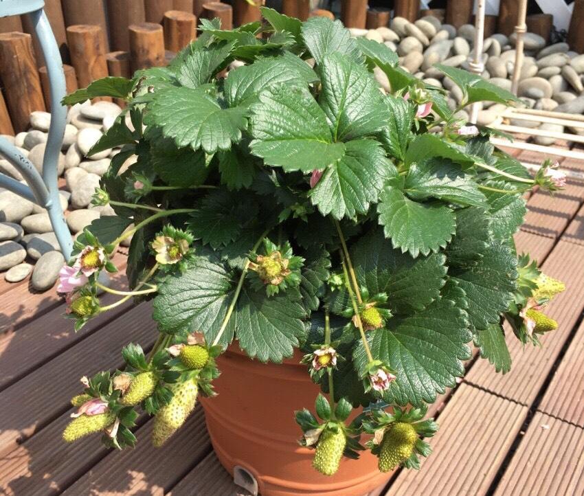 草莓怎么种植（草莓阳台种植时间和方法）