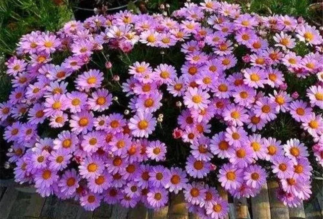 草本花卉有哪些（盘点六种常见的草本花卉）