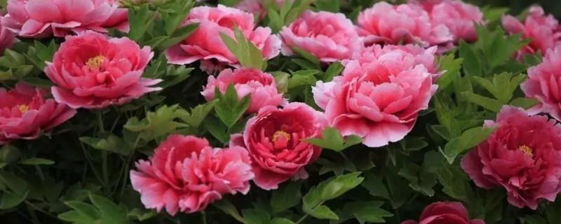 牡丹花怎么养护（牡丹花的管理与栽培）