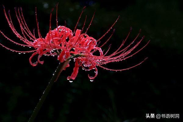 彼岸花花语是什么意思（关于彼岸花真正含义）