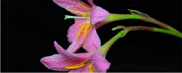 百合花怎样种植（有关百合花的栽培技术）