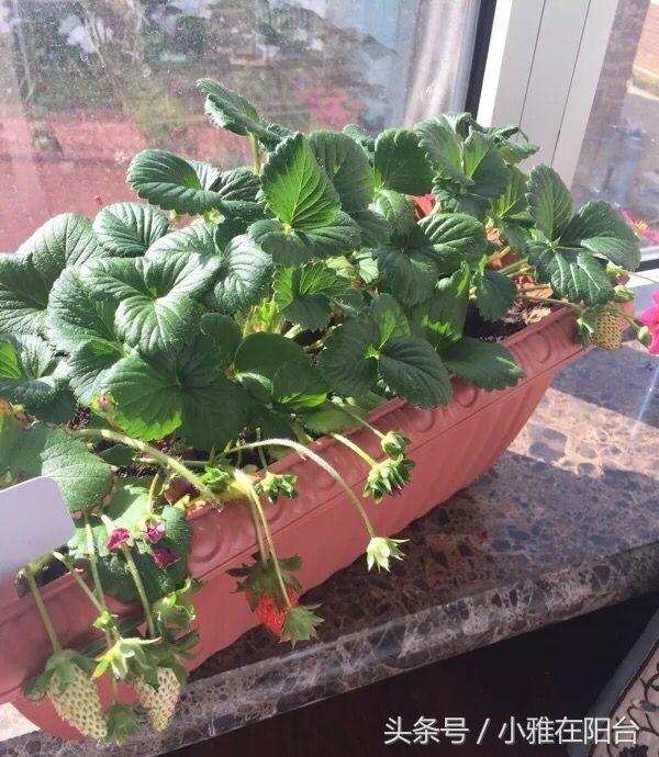 草莓的种植方法（草莓的养殖方法及管理）