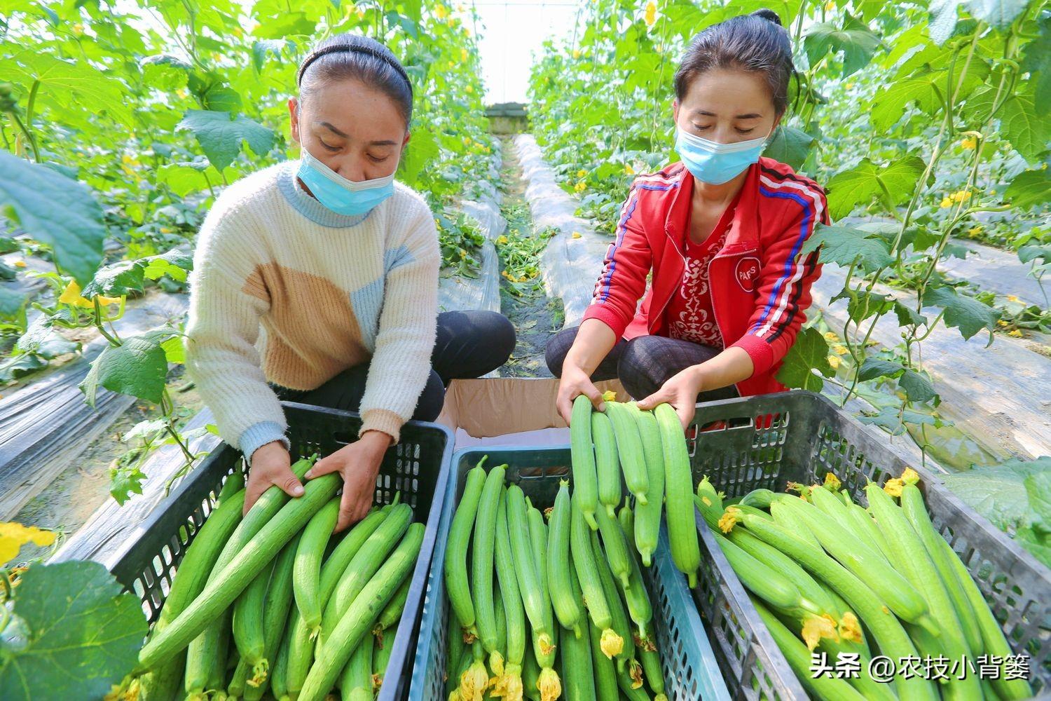 丝瓜种植技术要点（丝瓜的栽种时间与方法）