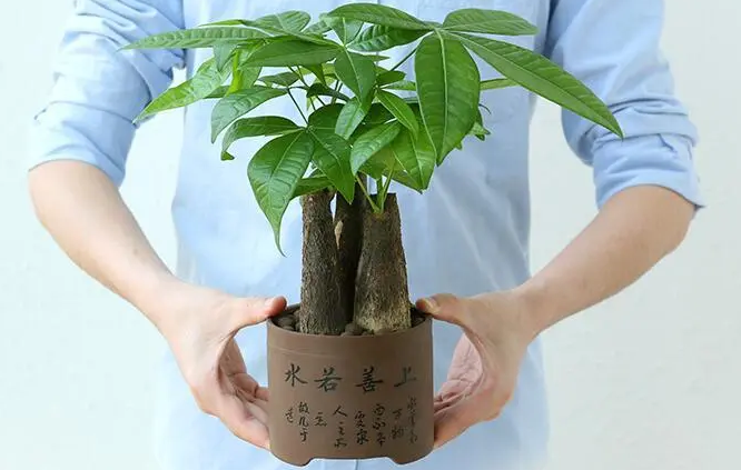 发财树怎样种植（发财树的正确的栽培技术）