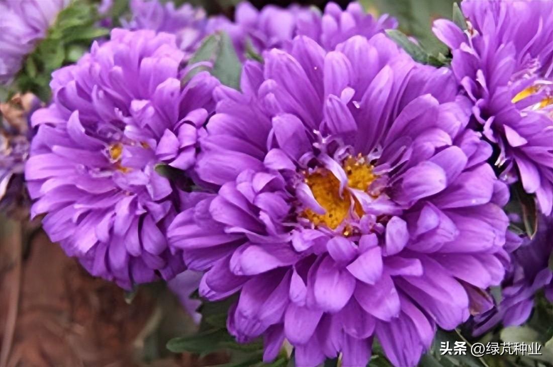 翠菊的花语和寓意是什么（关于翠菊的象征意义）